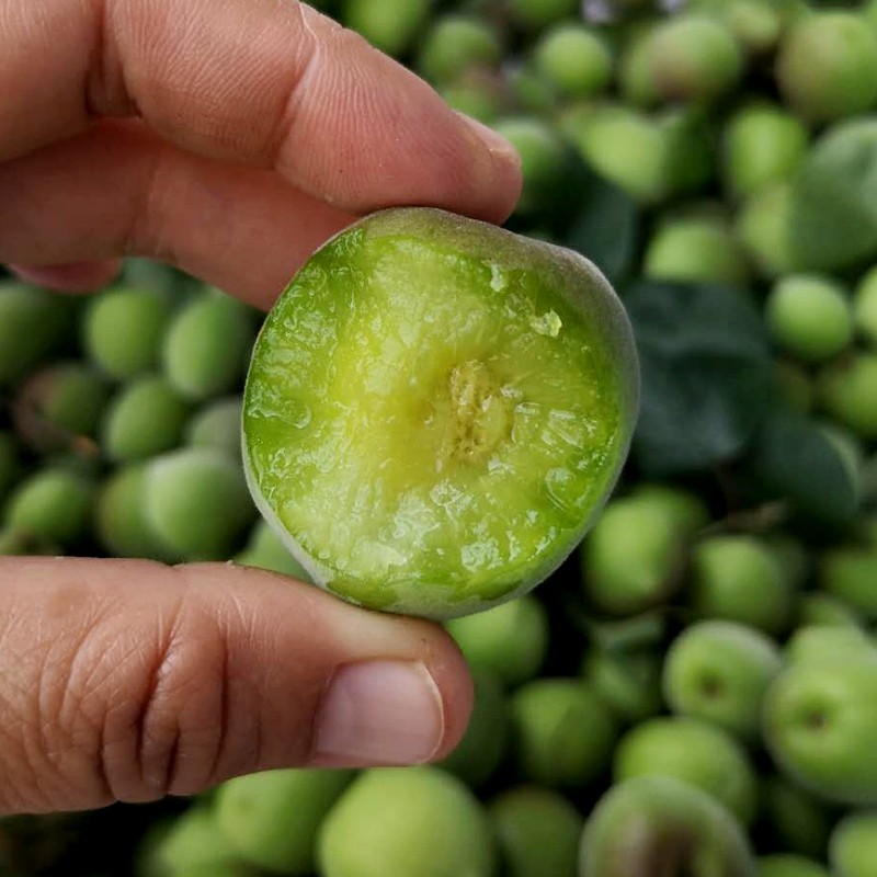 梅坊厝2021年新鲜青梅子现摘现发 无防腐剂泡酒孕妇酸水果5斤包邮