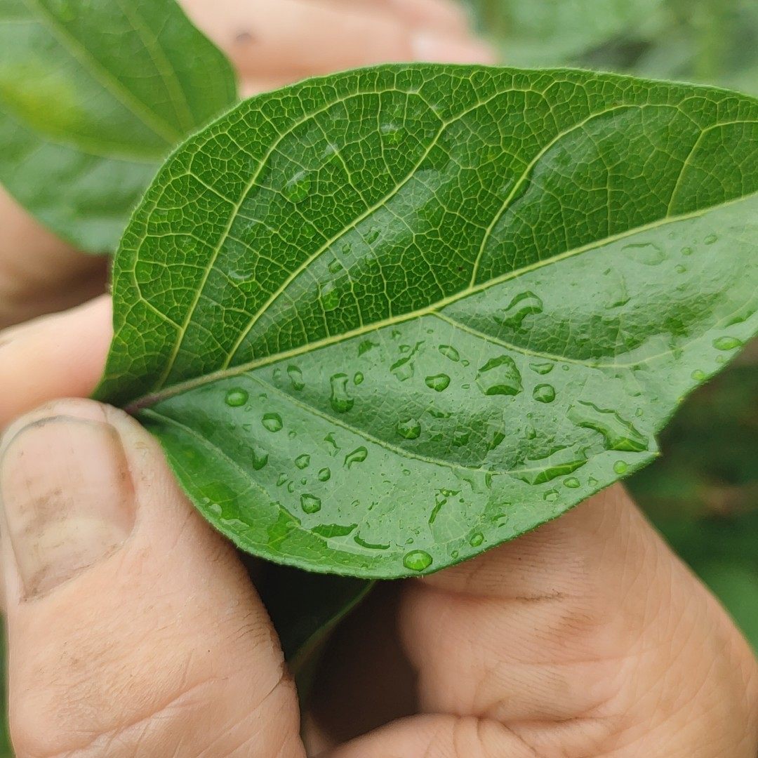 豆腐凉粉神仙树叶柴粉腐婢观音叶子绿豆一份面粉