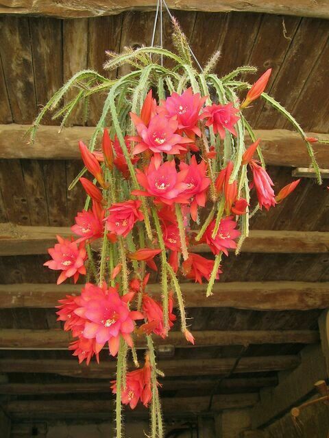 雪儿进口令箭荷花花苗杂交鼠尾花卉盆栽阳台时令草本花卉
