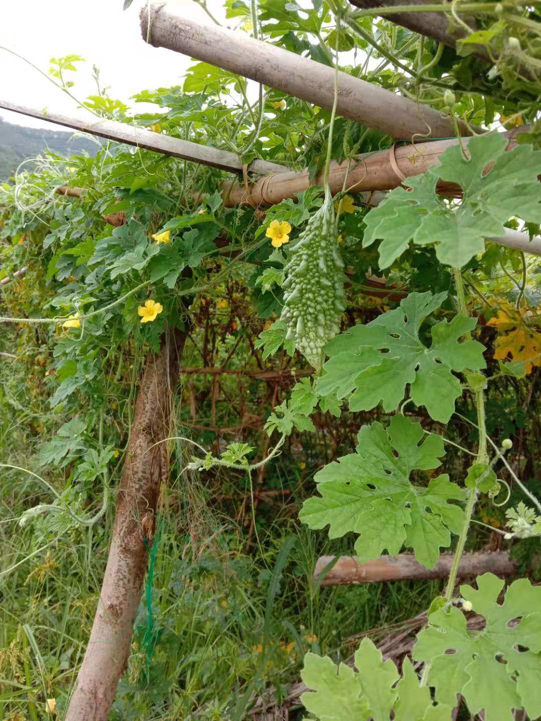 新鲜山苦瓜云南西双版 纳老挝泰傣哈尼布朗吃播生吃小苦瓜2斤 包邮