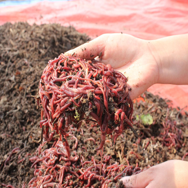 渔具蚯蚓活饵鲜活大号红蚯蚓活体盒装红虫钓垂鱼饵