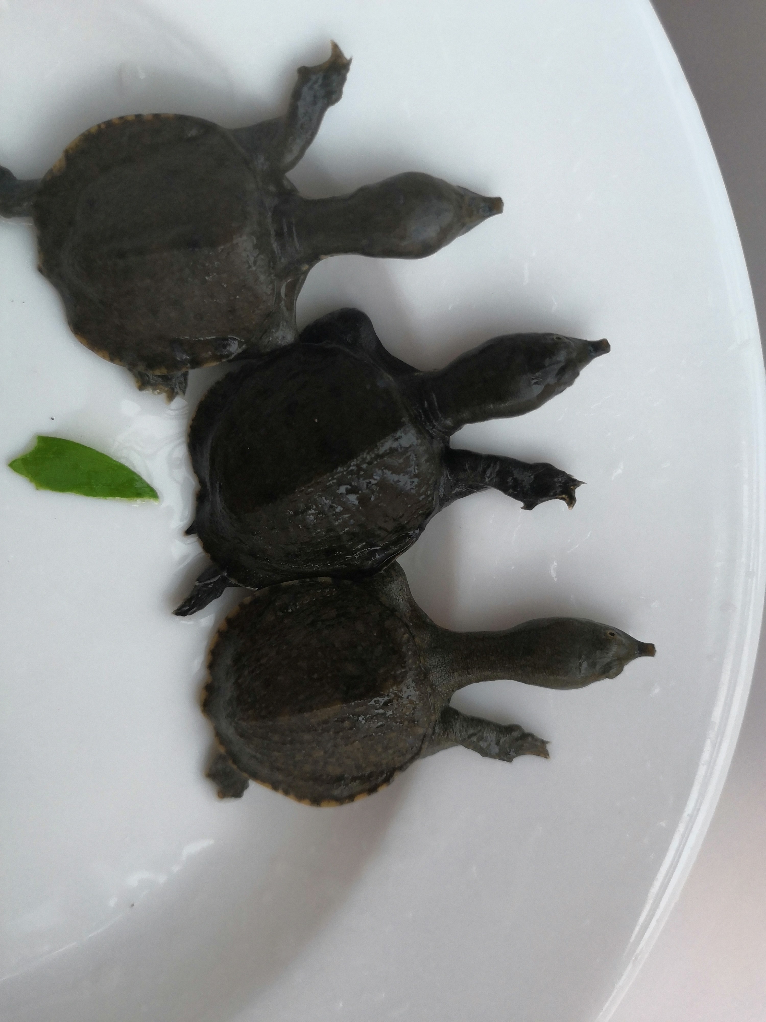 鱼苗甲鱼乌鳖黑甲全黑中华正宗外塘鳖苗王八龟