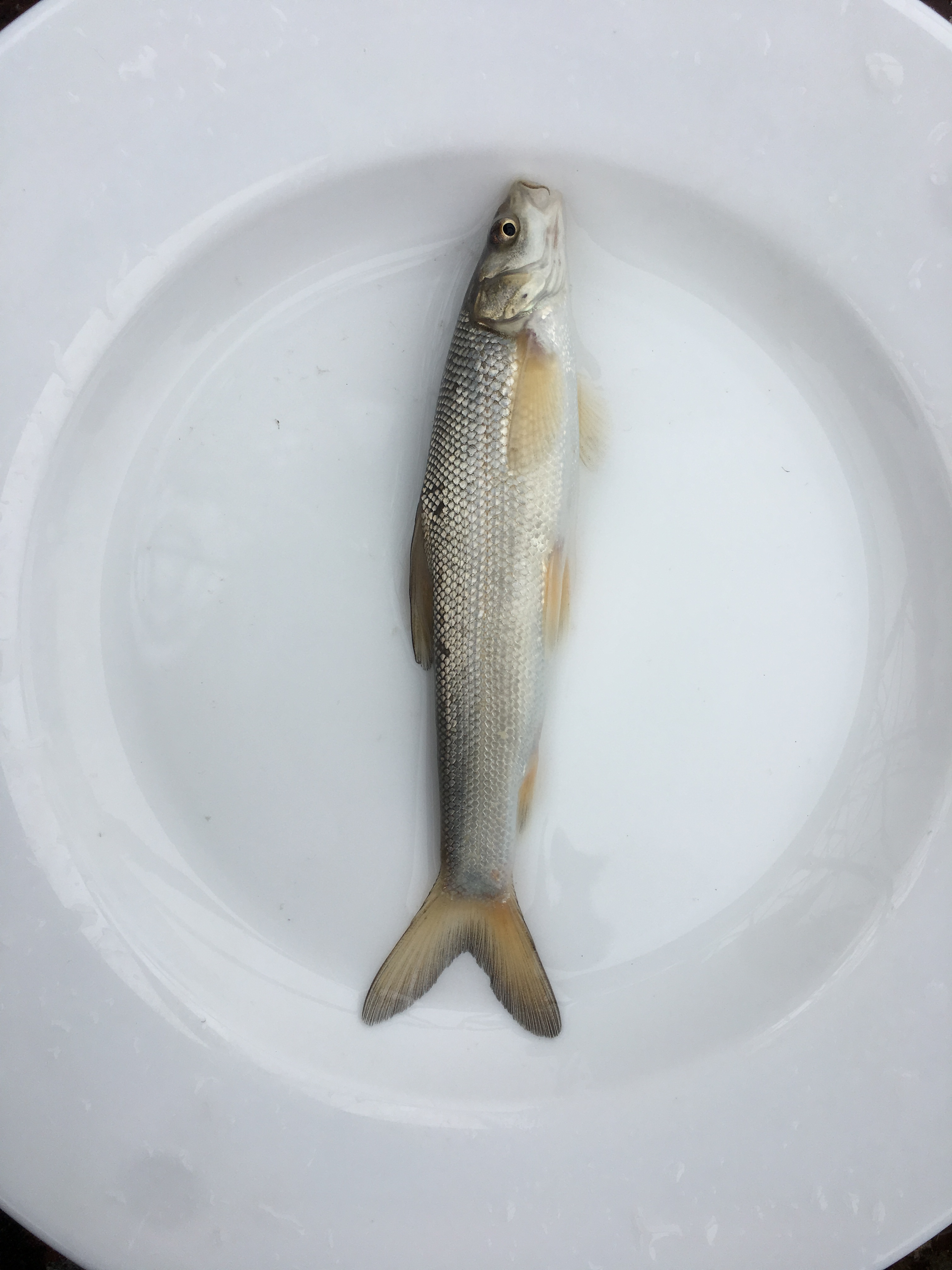 银鳕鱼苗淡水活体养殖大鳞鲃鱼苗淡水鱼苗活体鲫鱼苗草鱼苗翘嘴鱼