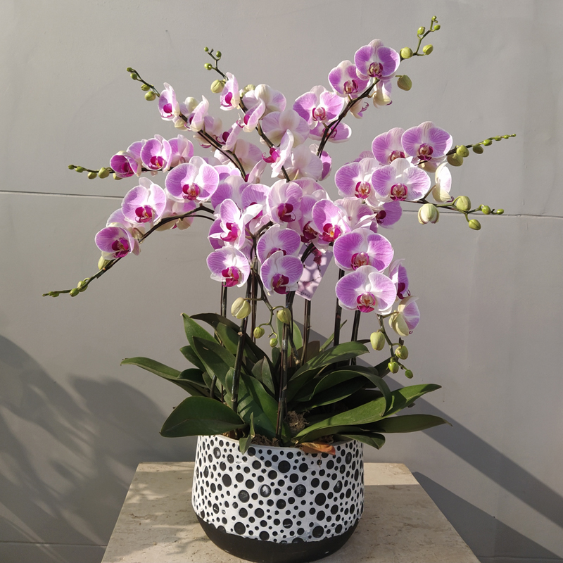 蝴蝶兰盆栽鲜花开业乔迁母亲节送礼兰花盆景室内花卉