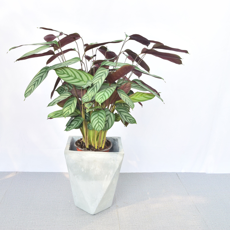 大盆紫背飞羽竹芋北欧室内耐阴好养四季常青绿植盆栽昆明同城配送