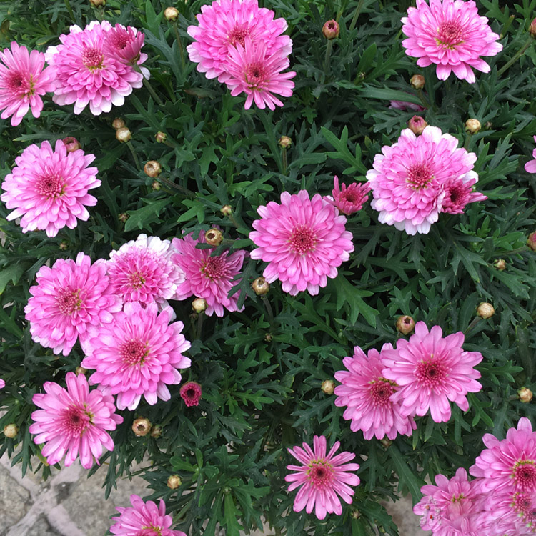 大盆糖果重瓣玛格丽特庭院阳台开花喜阳耐晒花卉时令草本花卉