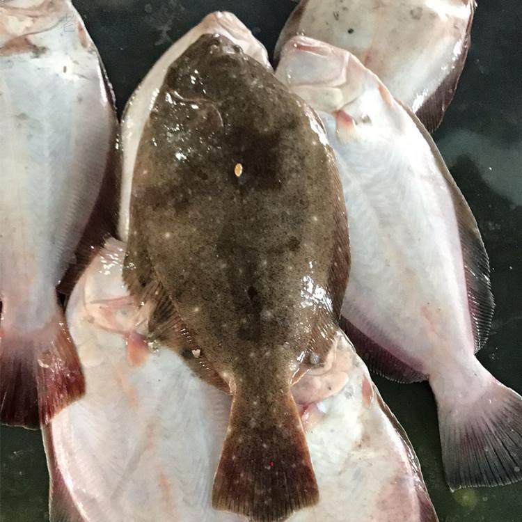 野生鸦片捕捞元宝海洋扁宝鱼牙片鱼偏口蝶鱼鲆鱼鲽鱼