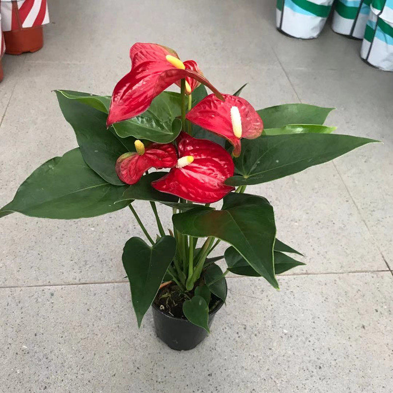 彩掌红掌粉掌迷你品红盆栽植物办公花卉