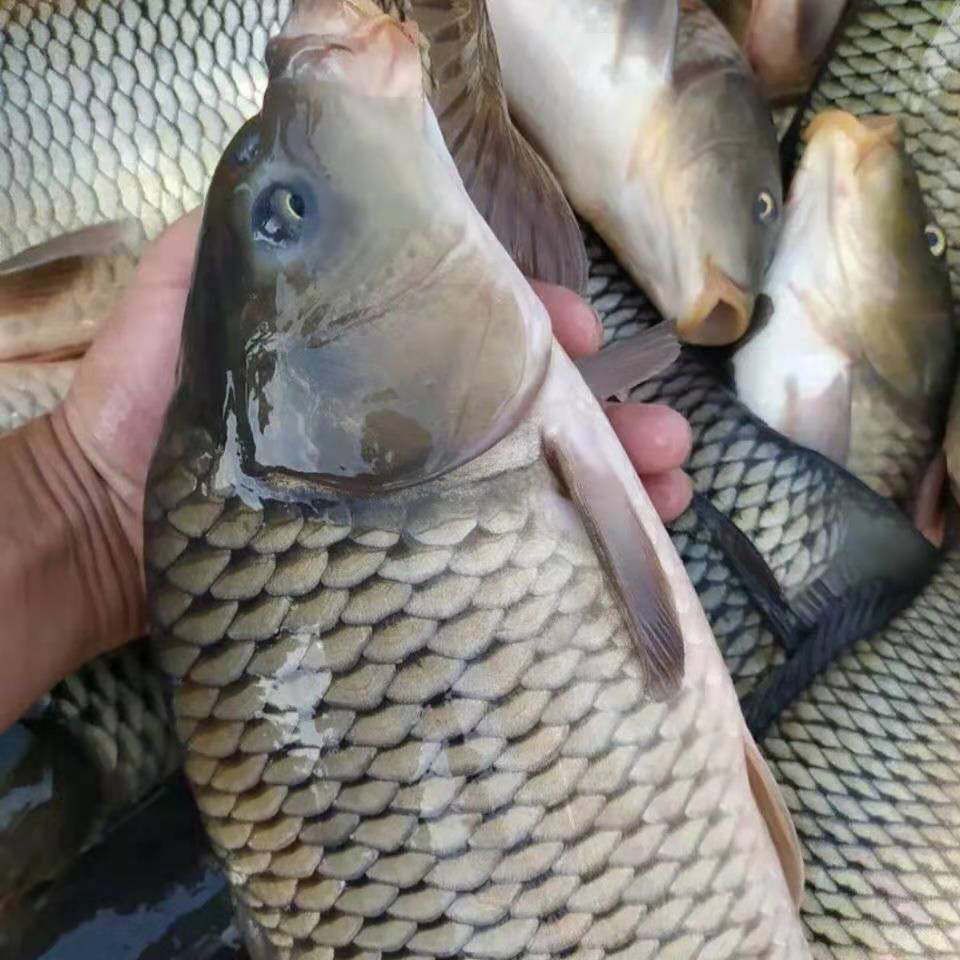 精品活体大号兴国红鲤鱼荷包鲤鱼鱼苗宠物饲料鱼