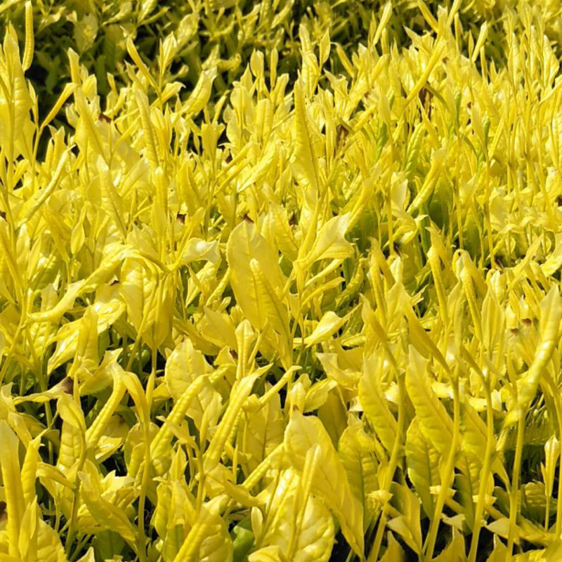 越黄茶苗龙井黄茶苗新品种黄龙龙井茶浙江黄茶树苗花卉林木树苗