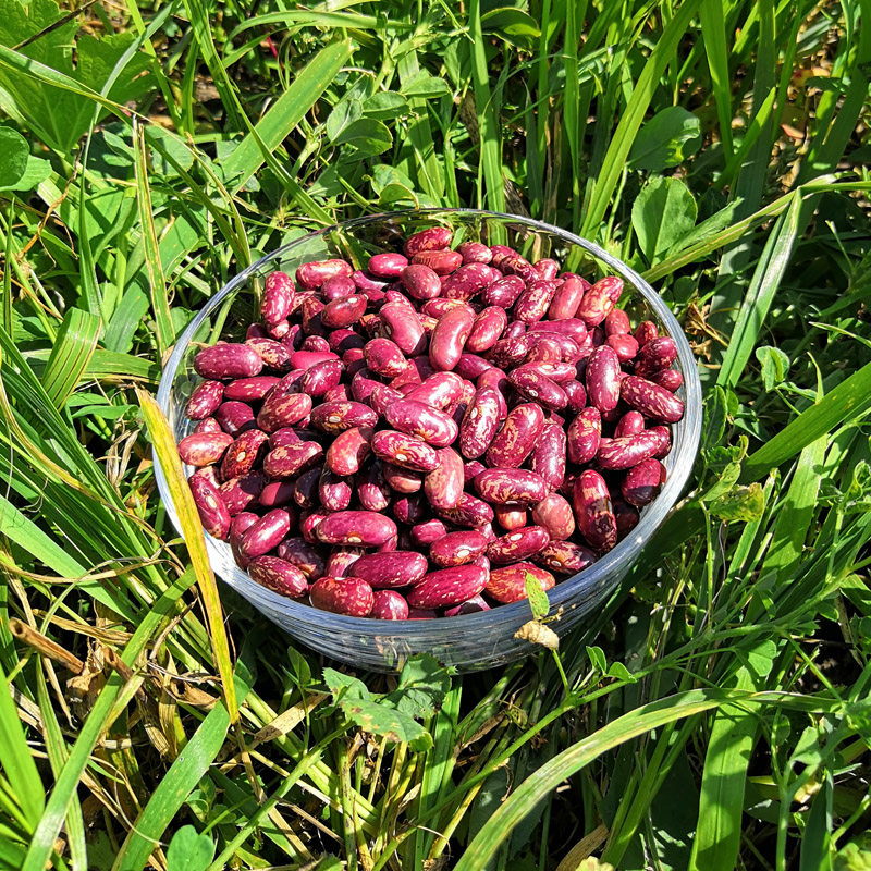 东北特产五谷杂粮大饭腰鼓红花芸豆新鲜黑龙江农民其它