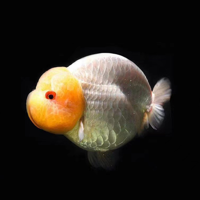 金鱼兰寿玉兔精品黑红兰紫靛蓝寿鱼五花国寿鱼