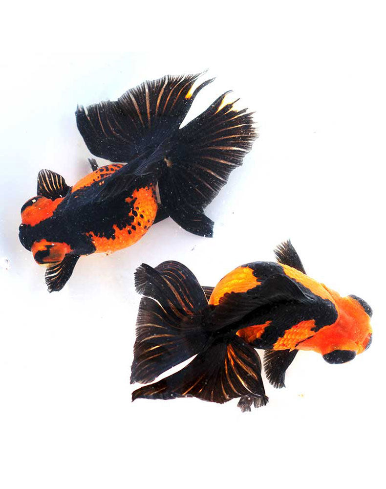 紫色精品蝶尾金鱼招财鱼观赏鱼淡水冷水鱼不加温大眼大尾巴金鱼