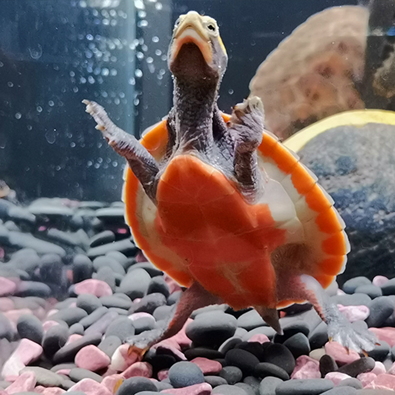 活体新疆深水龟外养殖乌龟圆奥蛋龟圆澳龟进口龟