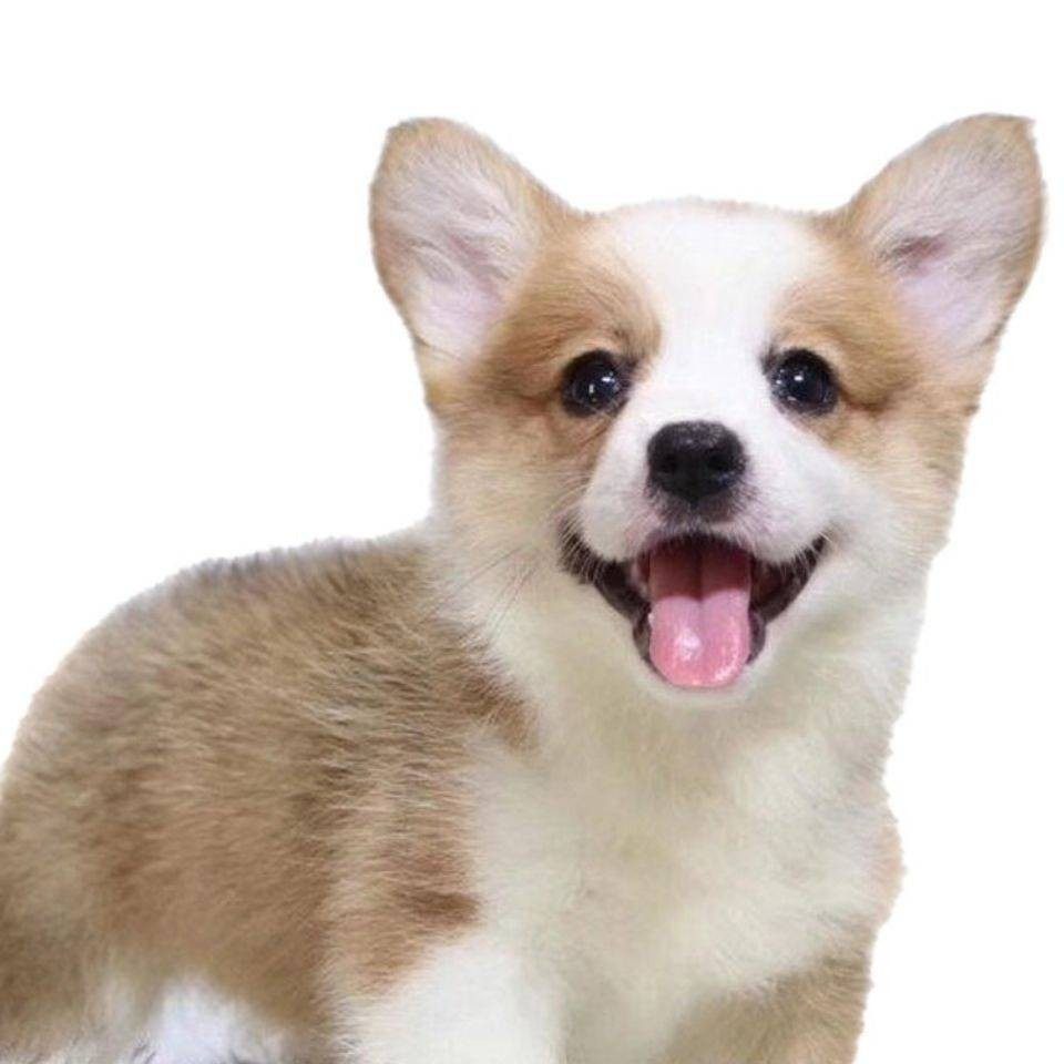 柯基幼犬宠物狗威尔士纯种犬小狗狗活物宠物活体狗狗