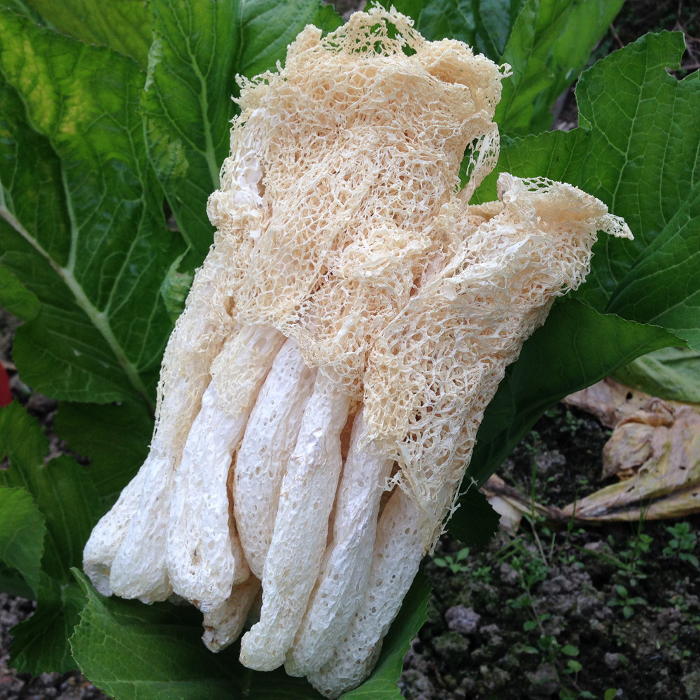 优惠券后39元,竹荪干货100g 农家种植竹笙无熏硫长裙新鲜古田土特产菌