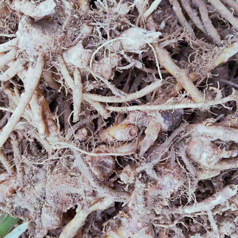 阳荷茗荷洋荷姜藿山姜野生姜莲花姜 洋河姜阳荷根洋荷姜