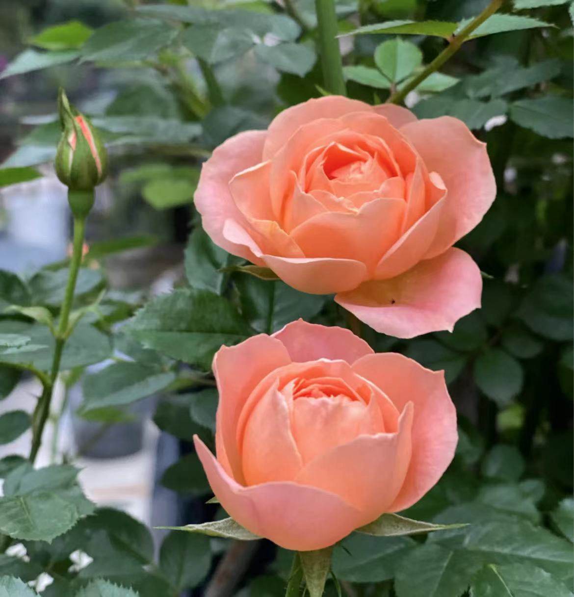 甜梦藤本月季花苗特大游行龙沙宝石爬藤蔷薇爬墙月季