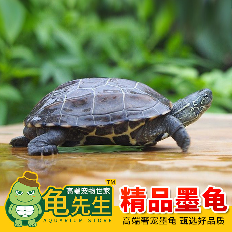 墨龟全墨顶小乌龟好养宠物活体龟苗中华草龟观赏龟