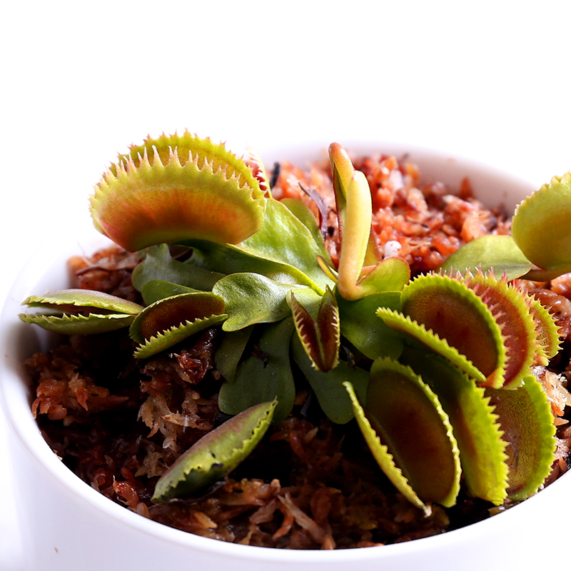 超大食虫植物巨夹b52大嘴大型捕蝇草盆室内绿植