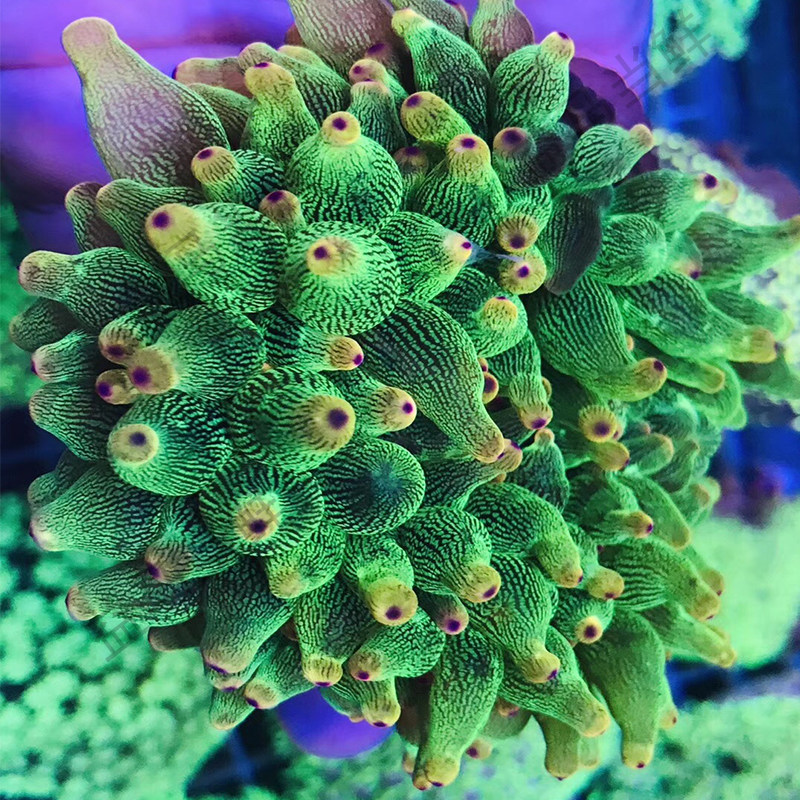 荧光奶嘴海葵海水活体珊瑚绿地地毯小丑鱼共生其它水族宠物