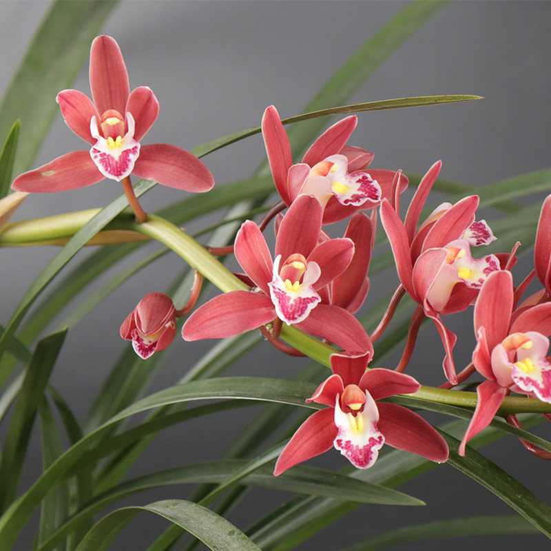 兰花花苗红将军四季兰建红花浓香阳台客厅室内时令草本花卉