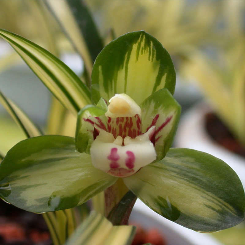 一物一拍兰花黄金中透大富富贵兰花苗春兰浓香时令草本花卉