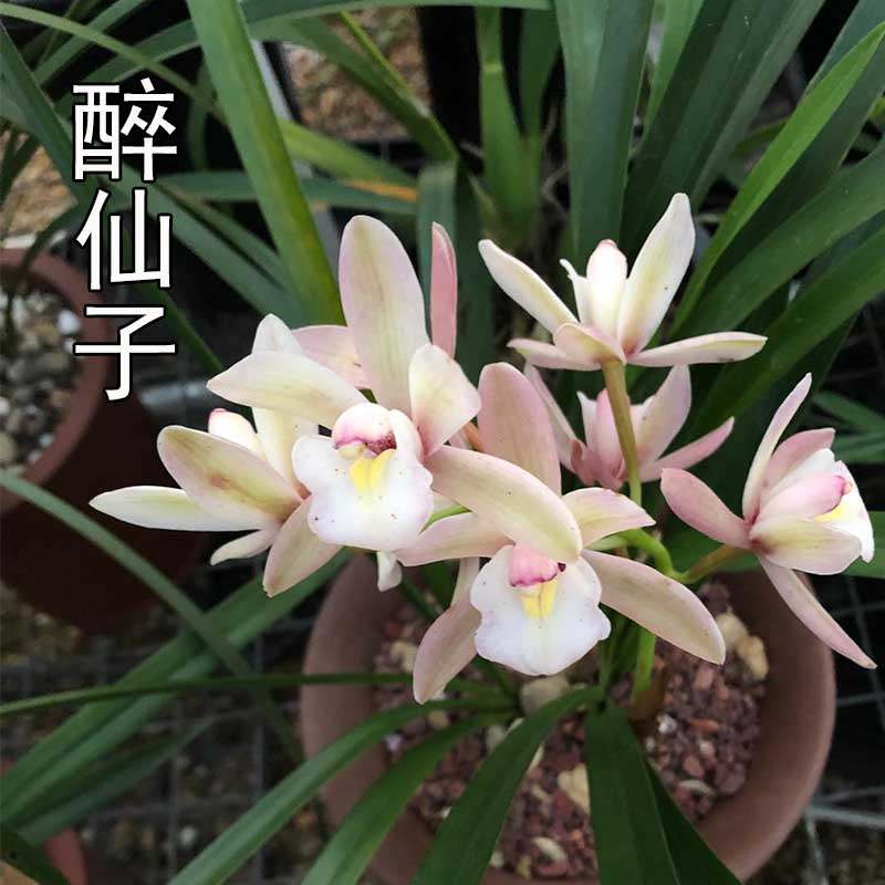 兰花仙子建兰四季浓香室内办公室盆栽花卉绿植时令草本花卉