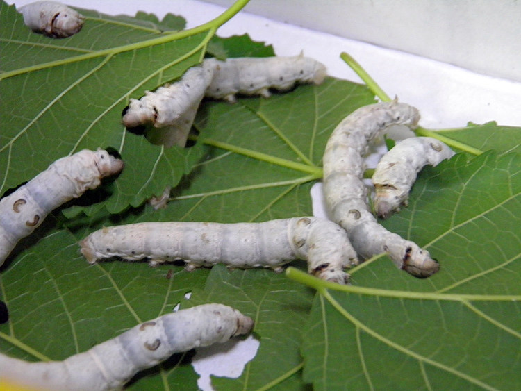新鲜桑叶蚕宝宝饲料小蚕鲜嫩现摘桑树树叶蚕叶蚕宝宝