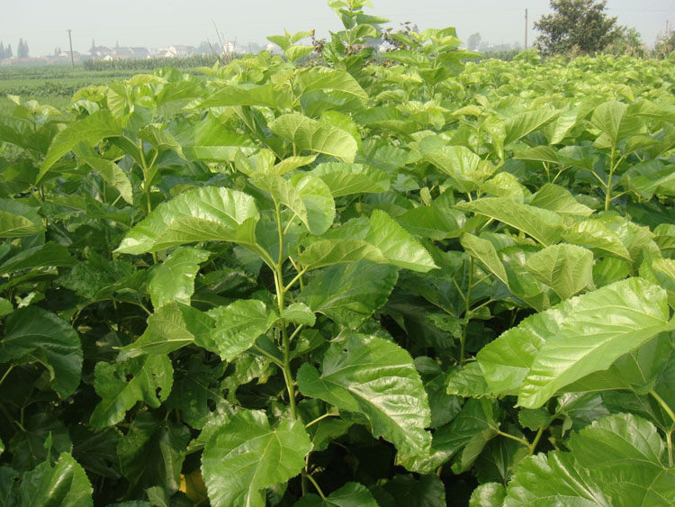 桑叶饲料套装养蚕学生现摘树叶桑树蚕宝宝新鲜嫩蚕宝宝