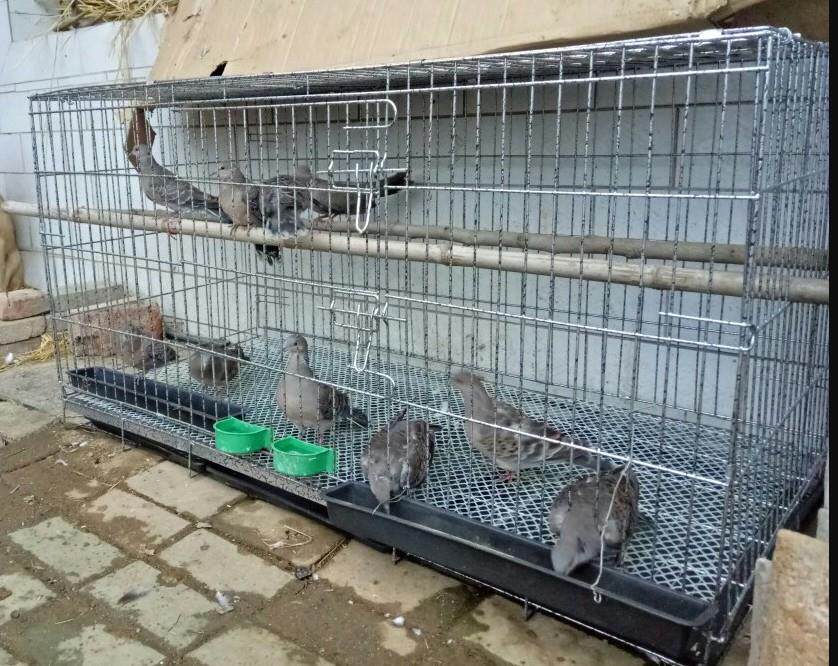 铁笼鸡茏家用鸡窝窝棚户外特大鸡笼笼子装鸡笼子