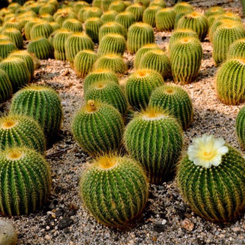 超大金虎金琥仙人室内花卉盆景甲醛精品多肉多肉植物
