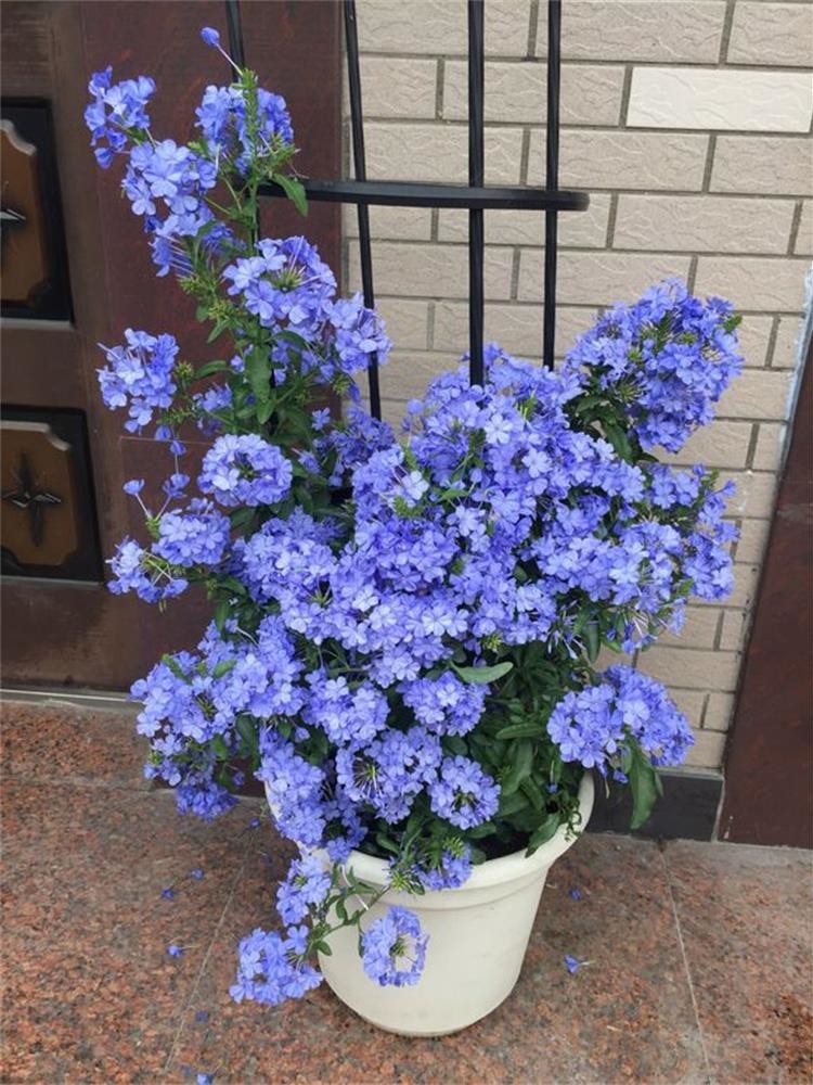 蓝雪花盆栽花苗大苗花卉观花植物室内阳台爬藤鲜花拱门