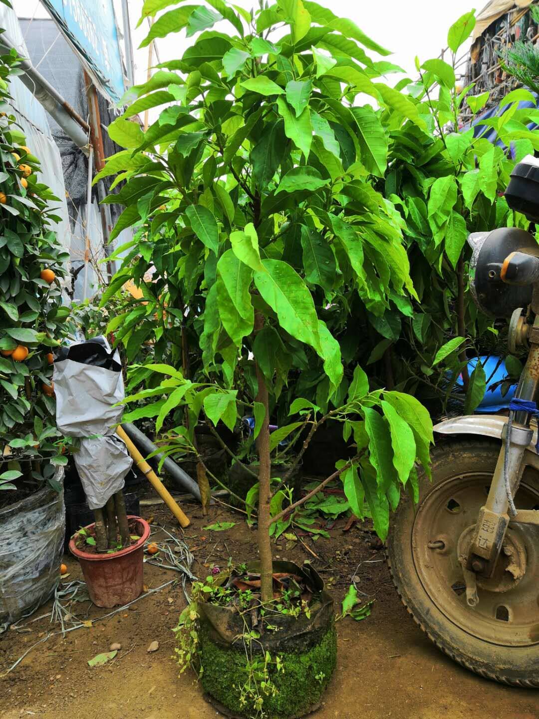 花卉绿植白兰花盆栽室内大型阳台嫁接办公室白玉兰鲜花拱门