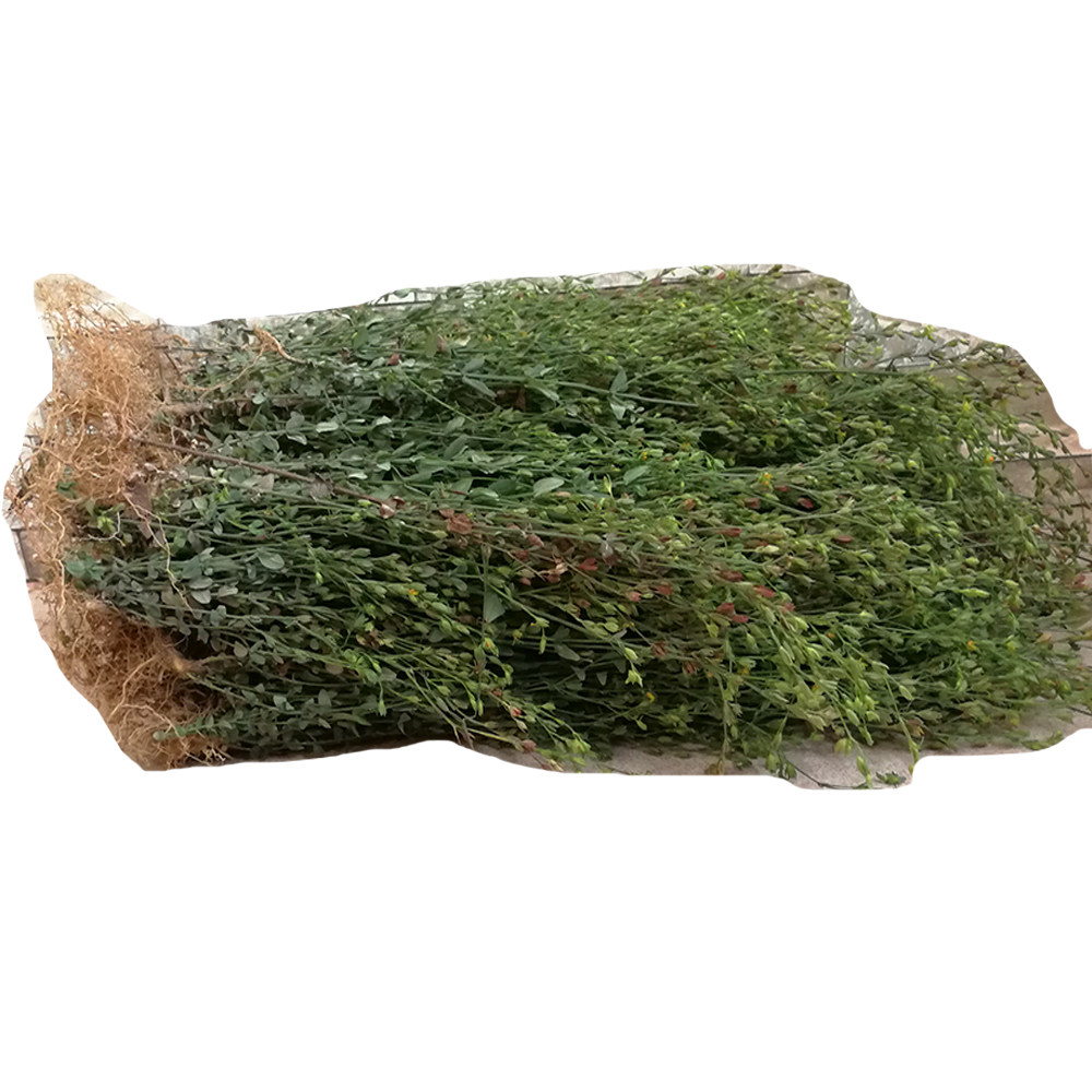 田基黄地耳黄花草花草雀舌新鲜干品整株田基王500g其他药食同源食品