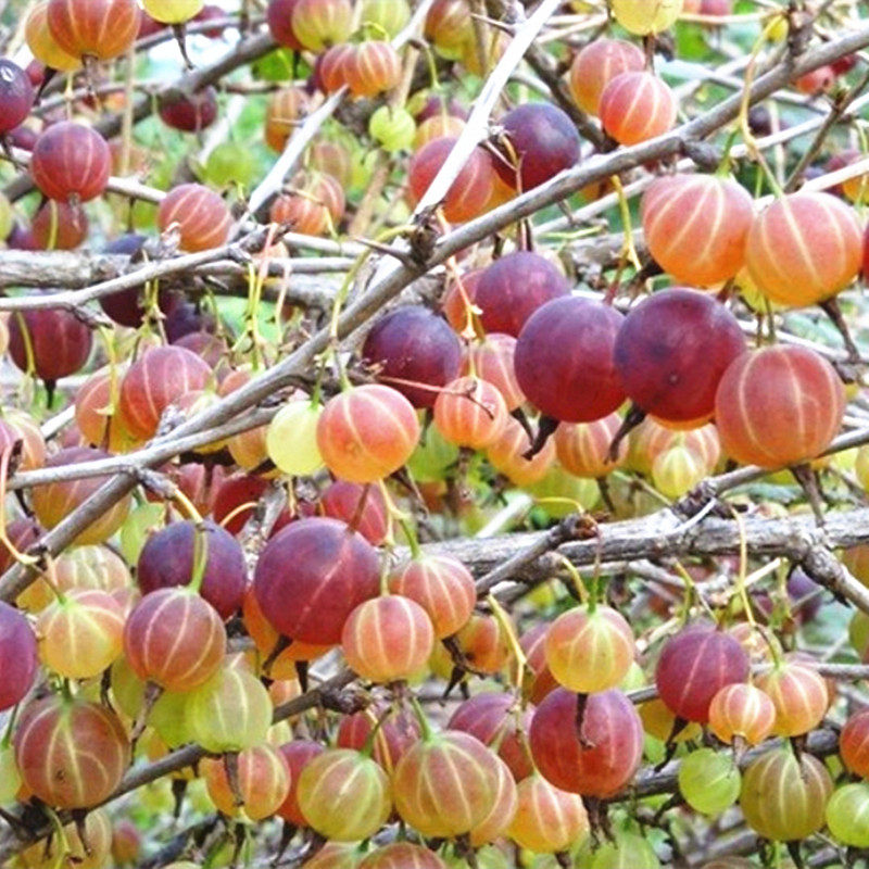 树苗果苗果树加仑苗红醋栗红灯笼黑加仑葡萄当年果树