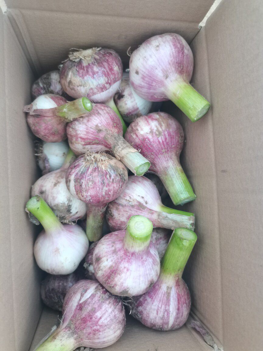 山东紫白皮新鲜5斤1斤特级大蒜大蒜头鲜蒜现挖农产品