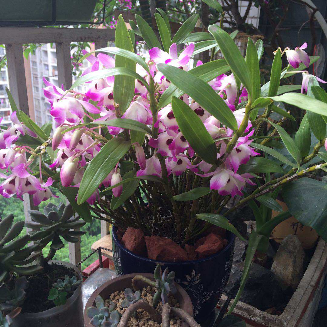 赤水金钗石斛苗盆栽云南铁皮鼓槌天宫叠鞘米兰景种室内外绿植花卉