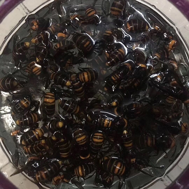 地雷野生胡蜂黄蜂马蜂虎头蜂泡酒料蚂活体新鲜蜂蜜糖