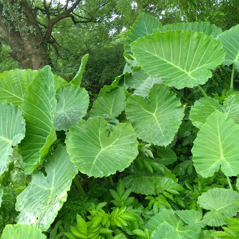 象耳芋大野芋室内大型绿植客厅大叶盆栽庭院超大叶植物非滴水观音