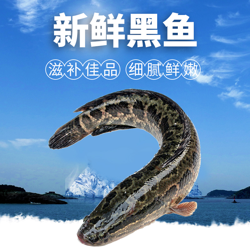 湖北野生黑鱼乌鱼新鲜月子下奶炖汤术后滋补淡水鱼类