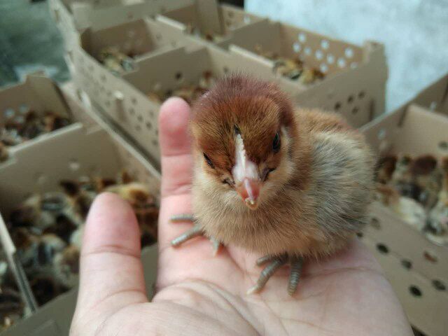 活苗小鸡鸡绿肉鸡白肉鸡蛋鸡五黑仔活鸡苗土鸡动物种苗