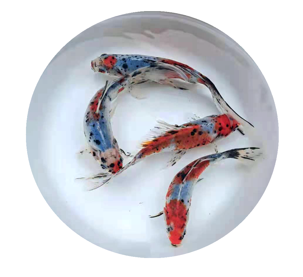 小型金鱼红白黄金草金耐活好养活鱼观赏鱼鱼辉鱼