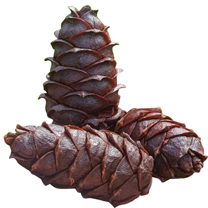 水煮松塔新货大兴安岭松树塔野生马尾马尾松盐水咸味松子