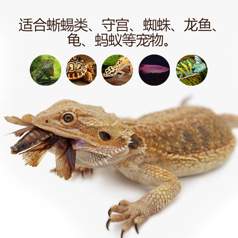 杜比亚樱桃繁殖活饵龙鱼鬃狮变色纹守龟豹食物爬虫