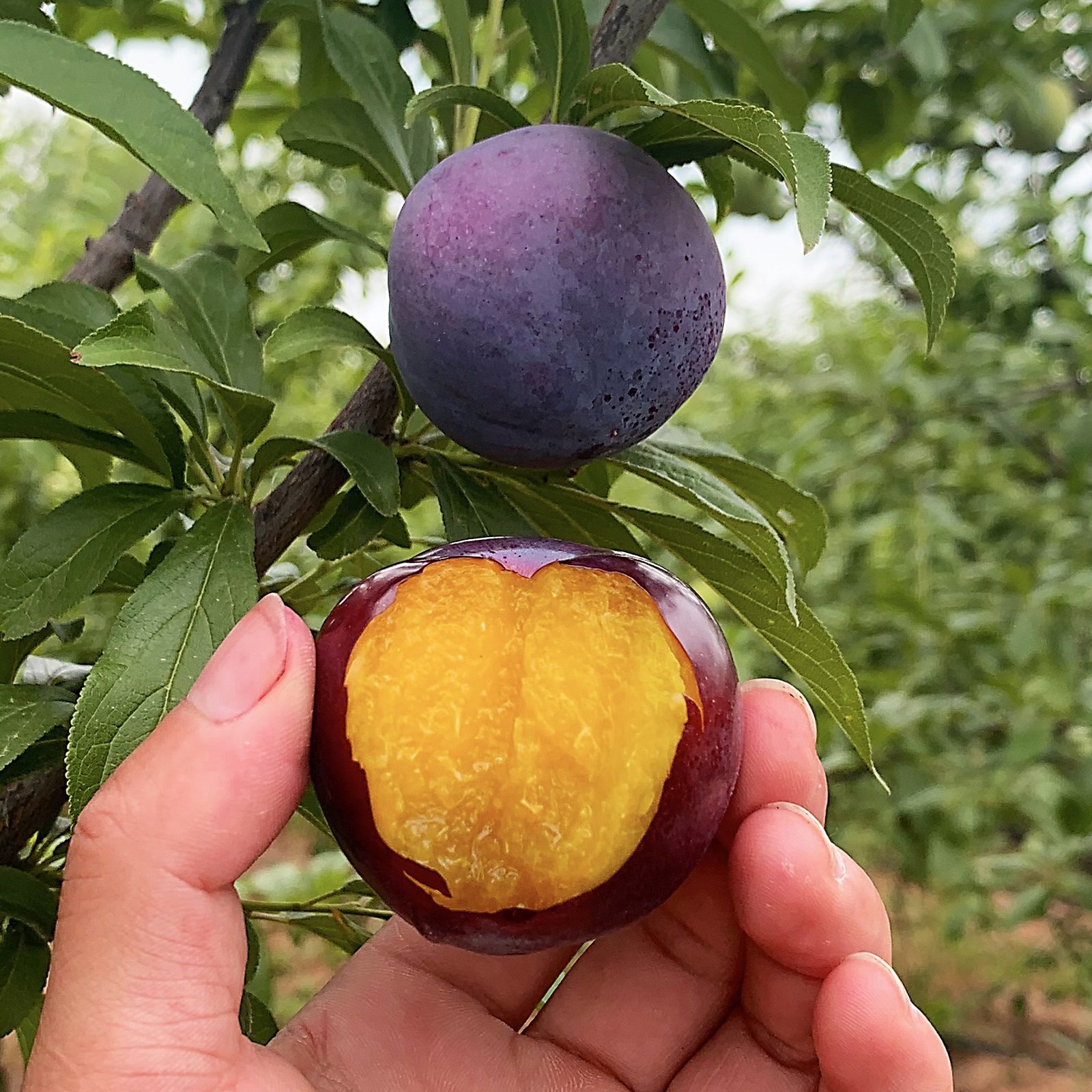 李子新鲜现摘黄心酸甜黑布黑布林林大黄肉三华李子