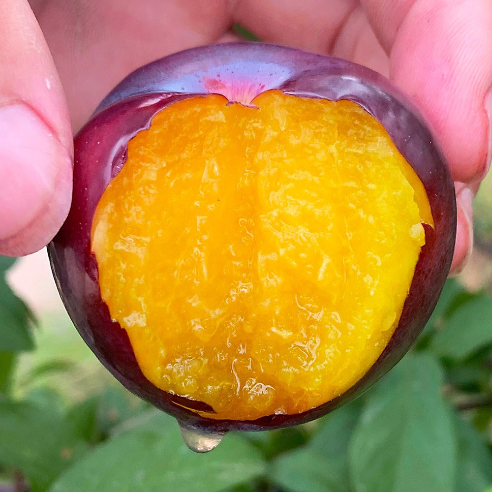 李子新鲜现摘黄心酸甜黑布黑布林林大黄肉三华李子