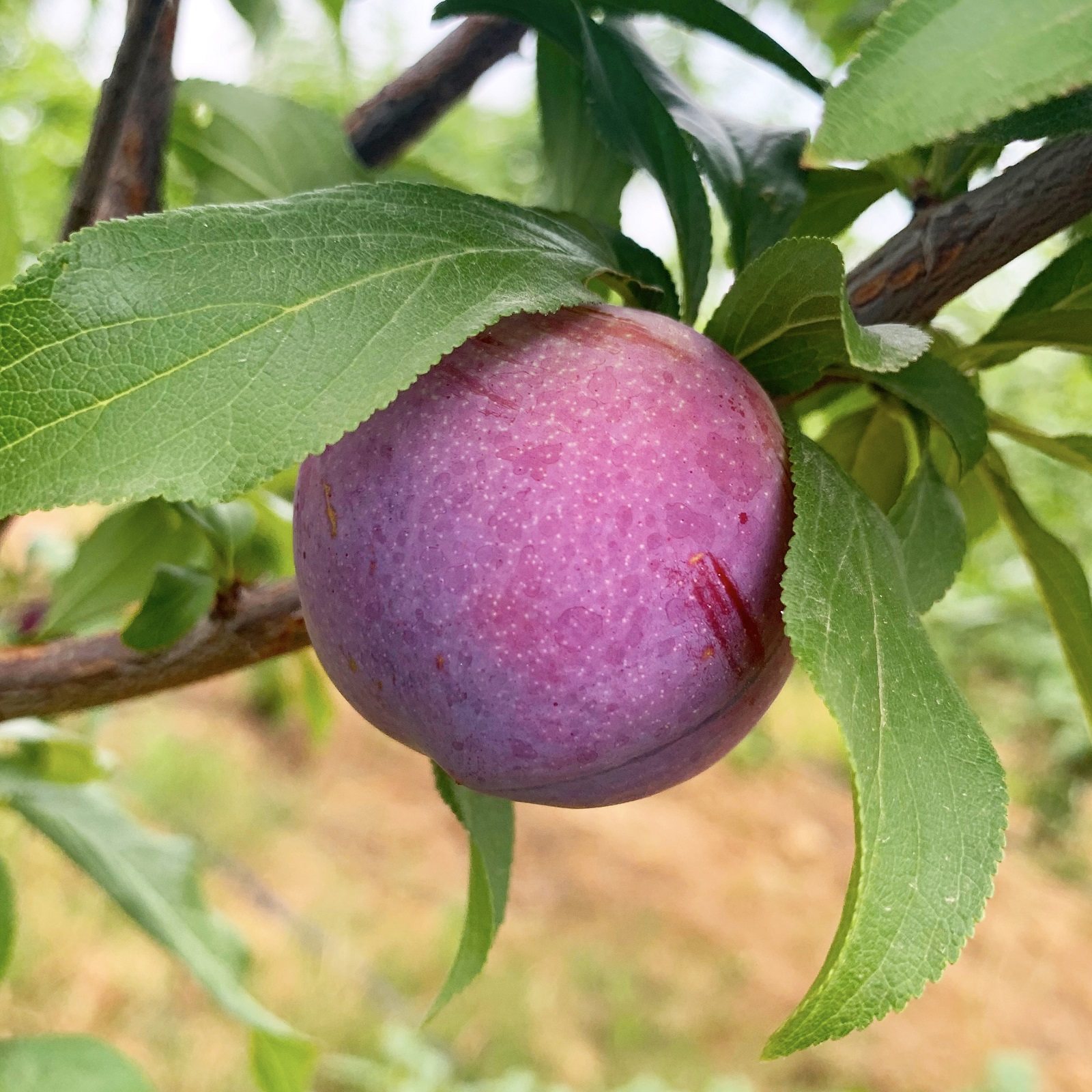 李子新鲜现摘黄心酸甜黑布黑布林林大黄肉三华李子