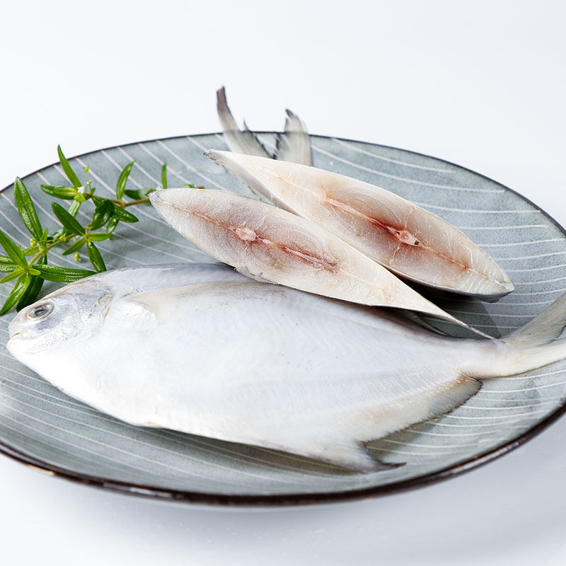 鲳鱼东山岛冻白鲜活新鲜活扁鱼白鲳鱼海鱼捕深野生海其它
