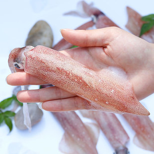 东山岛海鲜鱿鱼鲜活冷冻海兔子笔管鱼小管鱿鱼小鱿鱼仔1kg份包邮